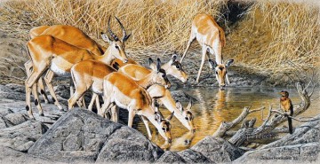 impalas drinking Oil Paintings